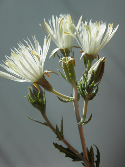 Mentzelia strictissima (Grassland blazingstar) #81565