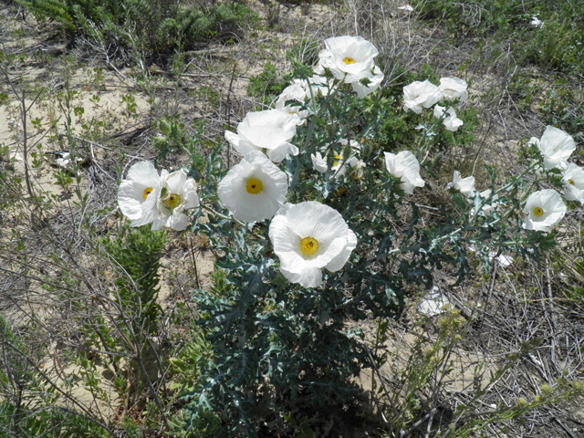 Argemone polyanthemos (Annual pricklepoppy) #81597