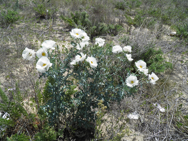 Argemone polyanthemos (Annual pricklepoppy) #81598