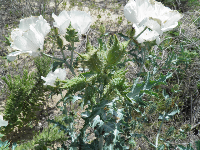 Argemone polyanthemos (Annual pricklepoppy) #81601