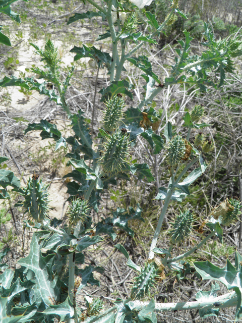 Argemone polyanthemos (Annual pricklepoppy) #81602