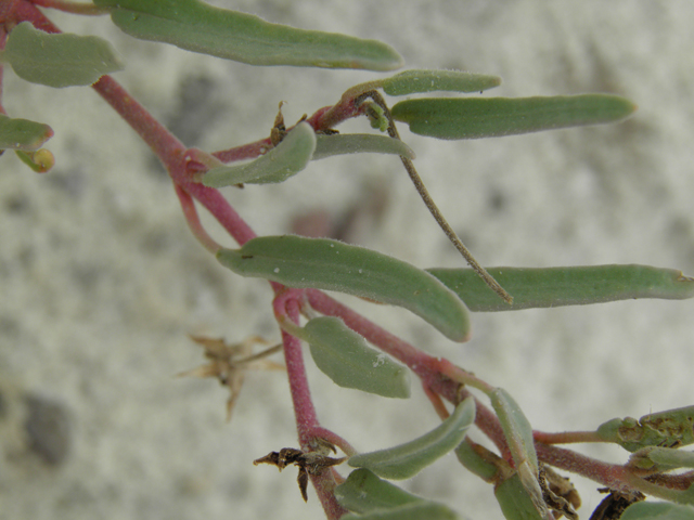 Abronia angustifolia (Purple sand verbena) #81662