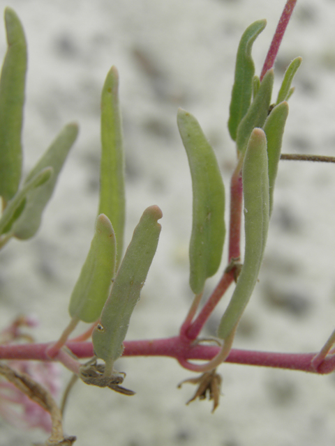 Abronia angustifolia (Purple sand verbena) #81663