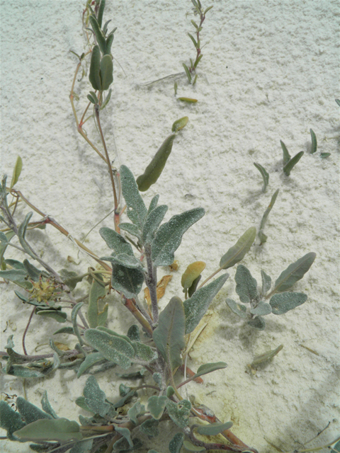 Abronia angustifolia (Purple sand verbena) #81670