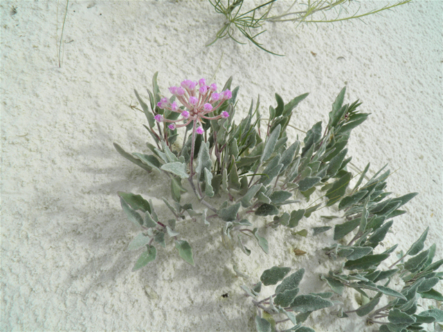 Abronia angustifolia (Purple sand verbena) #81673