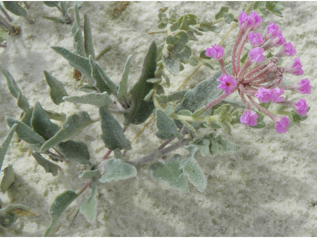Abronia angustifolia (Purple sand verbena) #81674