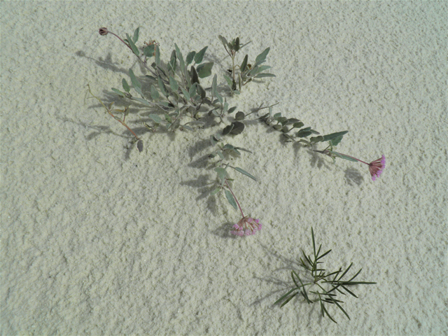 Abronia angustifolia (Purple sand verbena) #81675