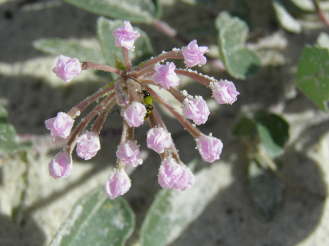 Abronia angustifolia (Purple sand verbena) #81676