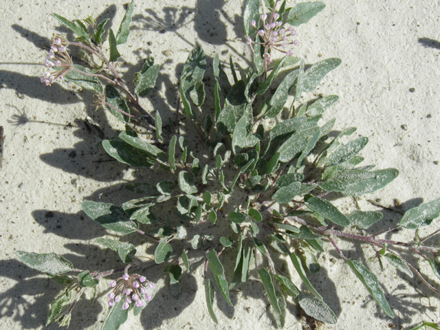 Abronia angustifolia (Purple sand verbena) #81677