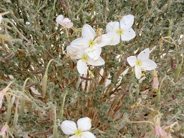 Oenothera pallida (Pale evening-primrose) #81698