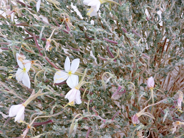 Oenothera pallida (Pale evening-primrose) #81702