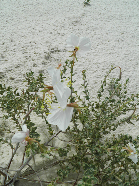Oenothera pallida (Pale evening-primrose) #81718