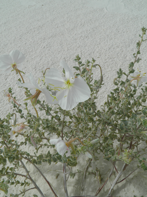 Oenothera pallida (Pale evening-primrose) #81719