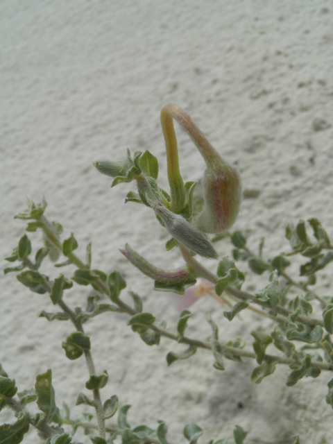 Oenothera pallida (Pale evening-primrose) #81724
