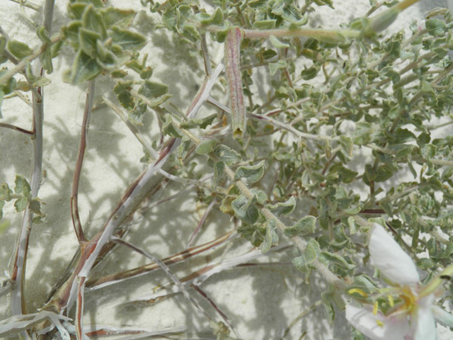 Oenothera pallida (Pale evening-primrose) #81726