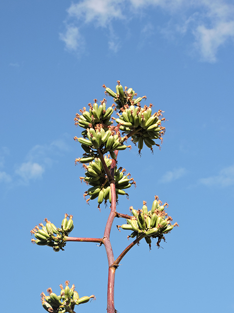 Agave palmeri (Palmer's century plant) #81738