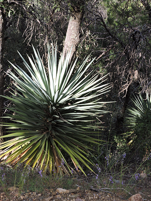 Yucca madrensis (Mountain yucca) #81741