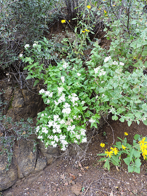 Ageratina herbacea (Fragrant snakeroot) #81747