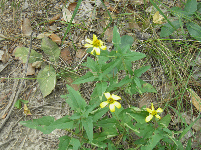 Heliopsis parvifolia (Mountain oxeye) #81780