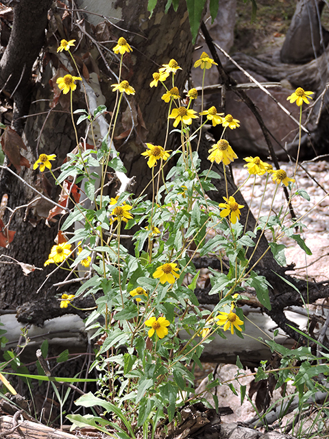 Heliopsis parvifolia (Mountain oxeye) #81782