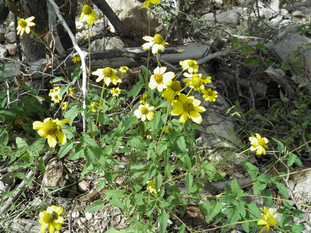 Heliopsis parvifolia (Mountain oxeye) #81783
