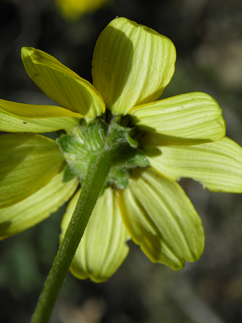 Heliopsis parvifolia (Mountain oxeye) #81785