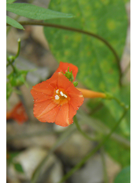 Ipomoea cristulata (Transpecos morning-glory) #81815