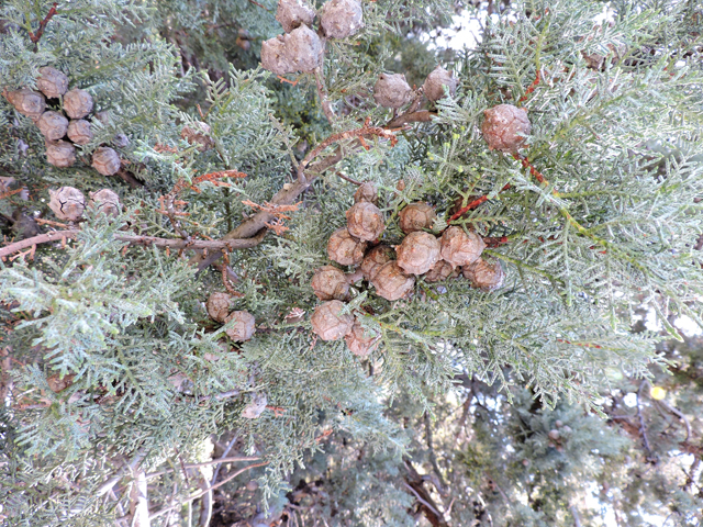 Hesperocyparis arizonica  (Arizona cypress) #81836