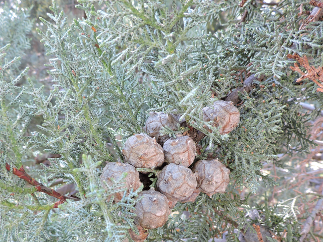 Hesperocyparis arizonica  (Arizona cypress) #81837