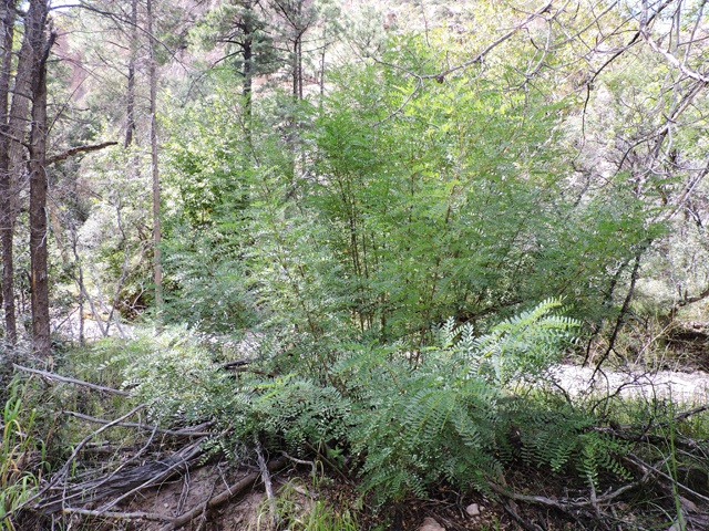 Amorpha fruticosa (Indigo bush) #81846