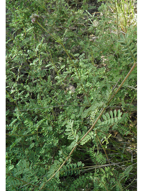 Dalea versicolor var. sessilis (Oakwoods prairie clover) #81850