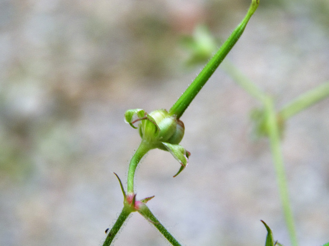Geranium wislizeni (Huachuca mountain geranium) #81876