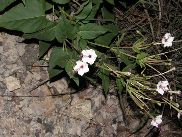 Mirabilis longiflora (Sweet four o'clock) #81909