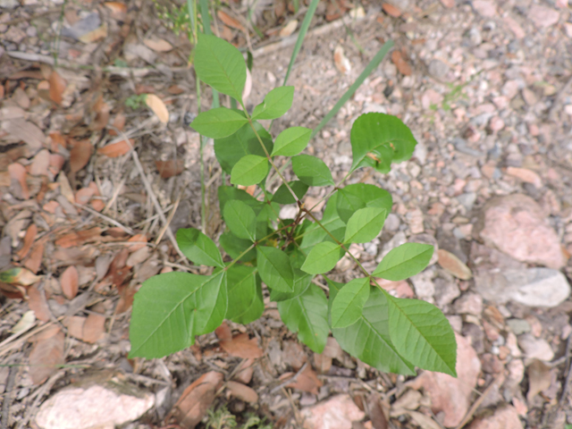 Fraxinus velutina (Arizona ash) #81911