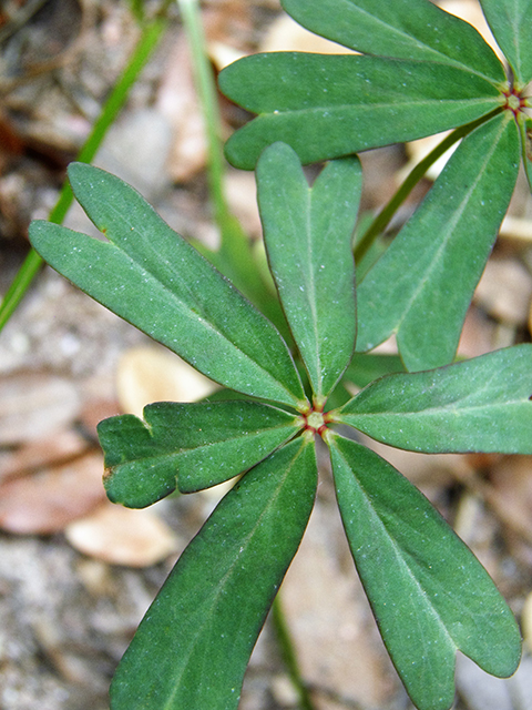 Oxalis decaphylla (Tenleaf woodsorrel) #81918