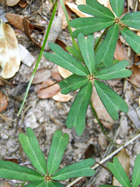 Oxalis decaphylla (Tenleaf woodsorrel) #81919