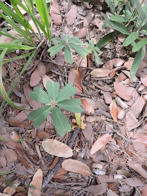 Oxalis decaphylla (Tenleaf woodsorrel) #81920