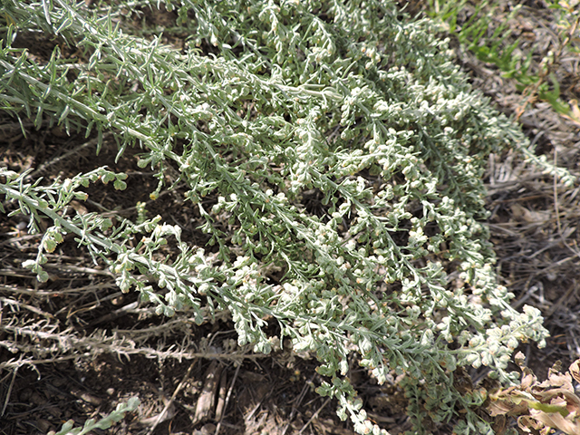 Artemisia ludoviciana (Louisiana artemisia) #82012