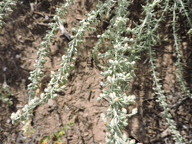 Artemisia ludoviciana (Louisiana artemisia) #82013