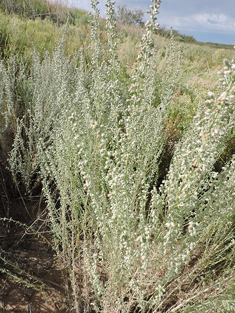 Artemisia ludoviciana (Louisiana artemisia) #82015