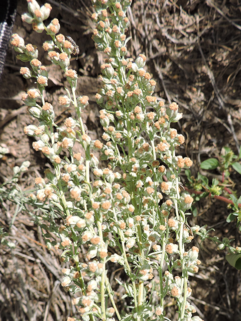 Artemisia ludoviciana (Louisiana artemisia) #82016