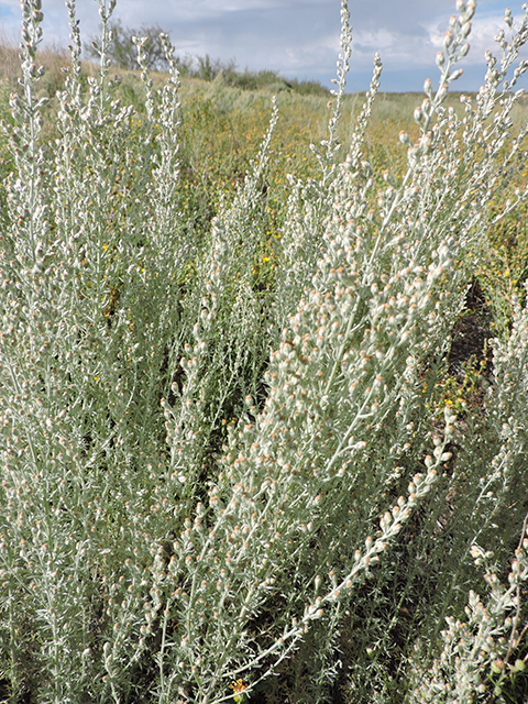 Artemisia ludoviciana (Louisiana artemisia) #82017