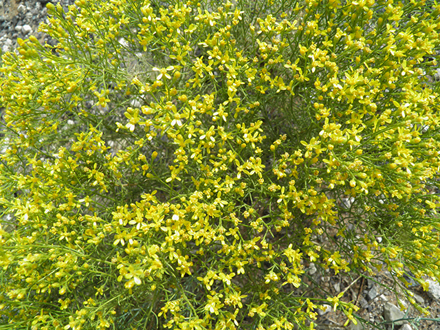 Gutierrezia sarothrae (Broom snakeweed) #82044