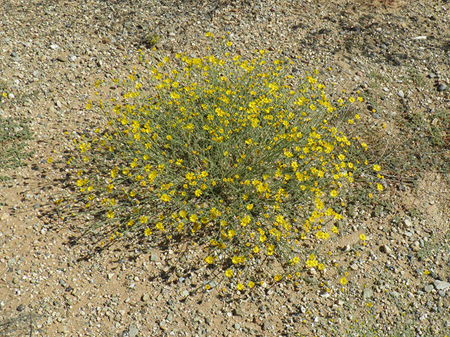 Machaeranthera gracilis (Slender goldenweed) #82096