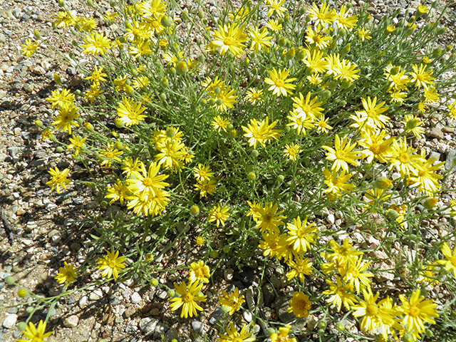 Machaeranthera gracilis (Slender goldenweed) #82098