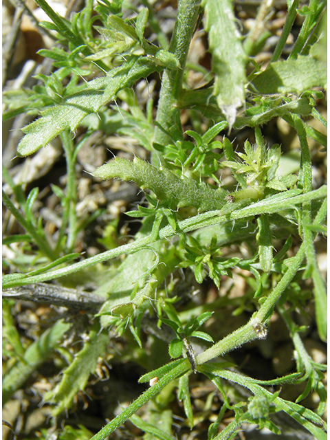 Machaeranthera gracilis (Slender goldenweed) #82101