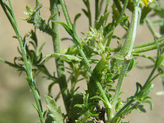 Machaeranthera gracilis (Slender goldenweed) #82103