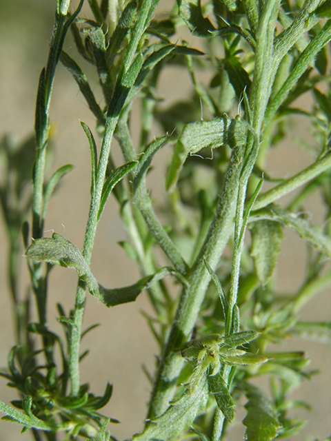 Machaeranthera gracilis (Slender goldenweed) #82104