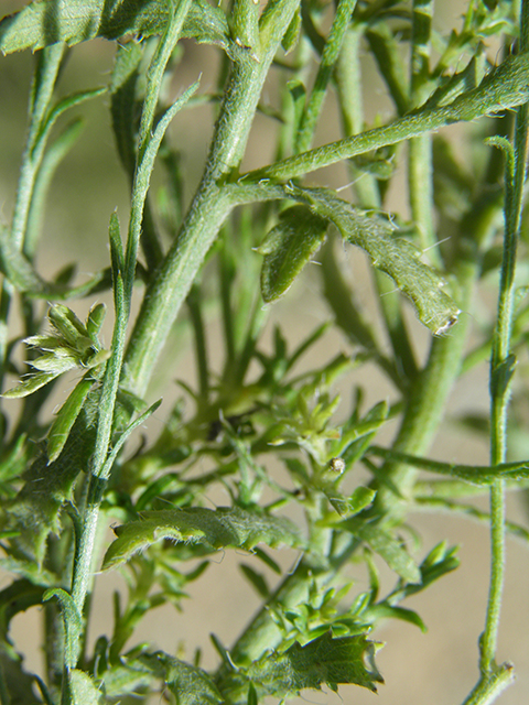 Machaeranthera gracilis (Slender goldenweed) #82105