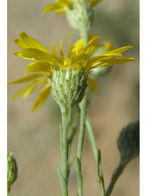 Machaeranthera gracilis (Slender goldenweed) #82108